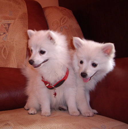 Spitz mic German; Simi si Sini 3luni
