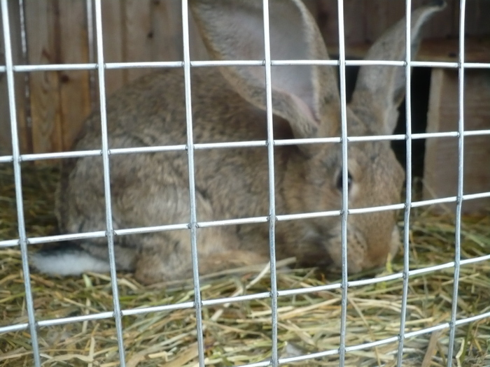 P1060689 - noile custi de iepuri