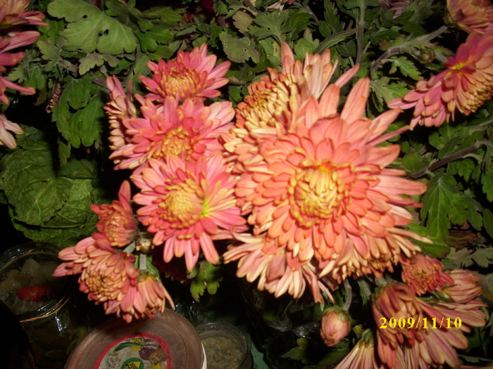 DSCI2496 - crizanteme