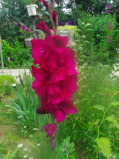  - Gladiole