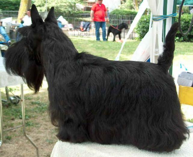 scottishterrier1