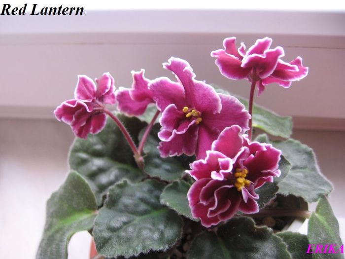 Red Lantern 2009 dec 4 - Violete de colectie