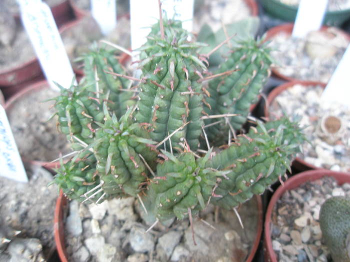 Euphorbia mammillaris - SUCULENTE 2009