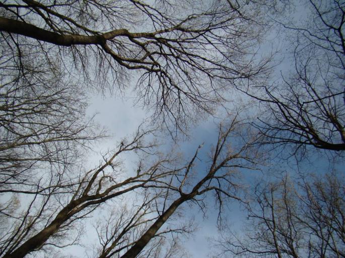 DSC02734 - 2008-03-22 - La padure-Baneasa