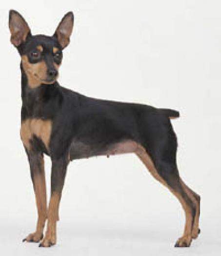 pinscher