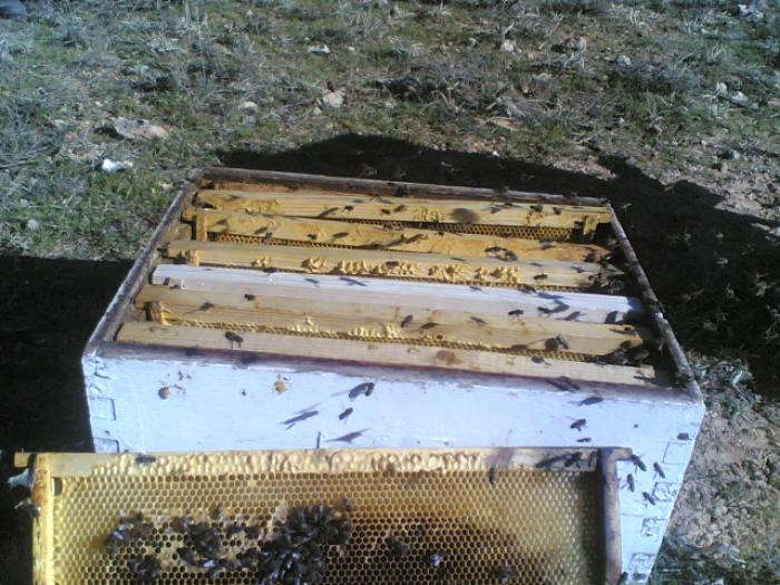 20012007(007) - apicultura
