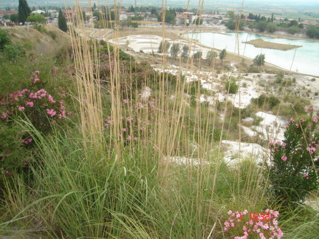 Picture Nokia 293 - 2007 TURCIA KUSADASI