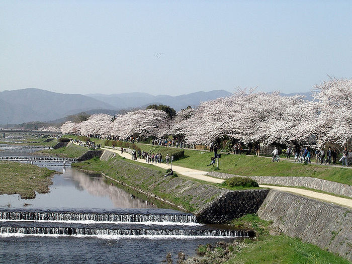 800px-Kamogawa_sakura - Flori de cires