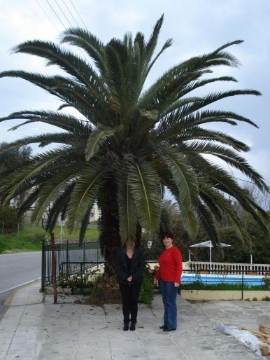 DSC07874 - 2008 REVELION CORFU