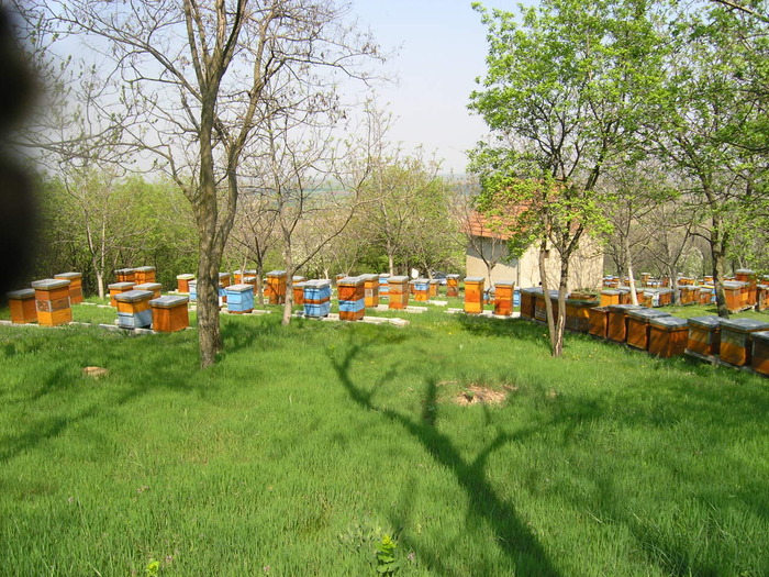 P4091993 - Majevic profesional apicultor
