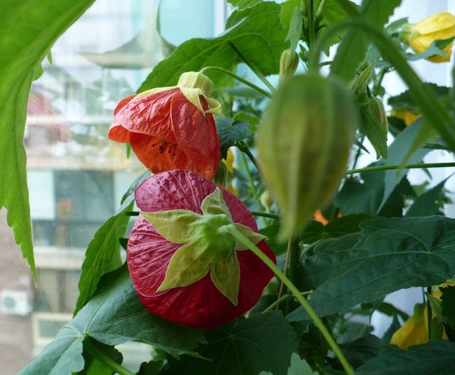 P1120372 - ABUTILONI