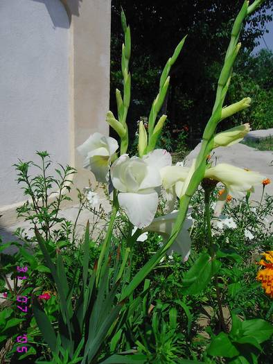 Gladiole albe