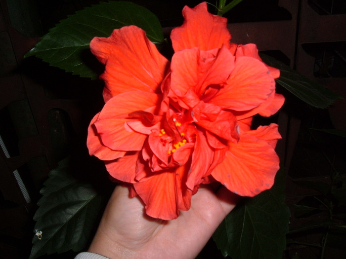 rosu batut - hibiscus