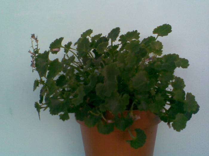 campanula; campanula
