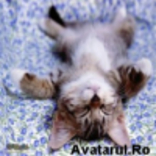 avatar_29 - caini si pisicute