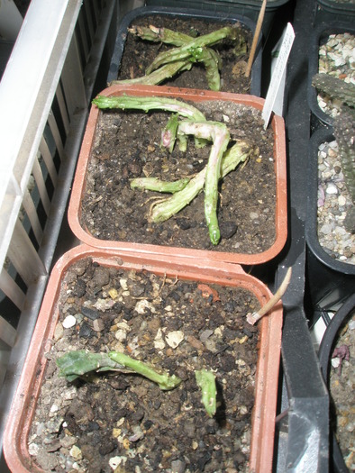 Caralluma europaea - butasii subterani - cactusi la iernat 2009-2010