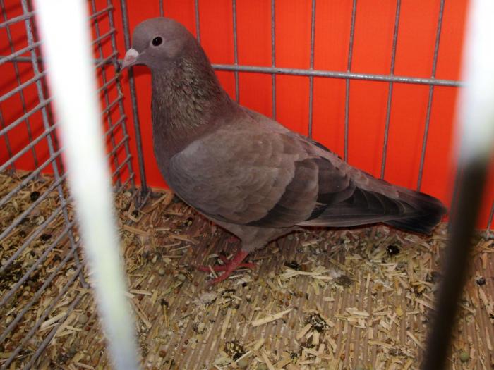 00769 arab 1 - 1505 partea 5