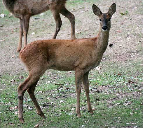 caprioara 4