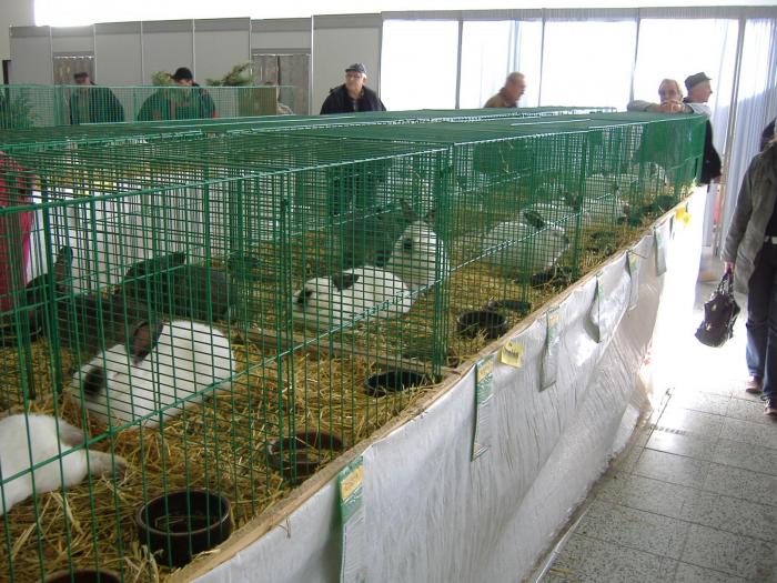 Nitra 06.12.2008 113