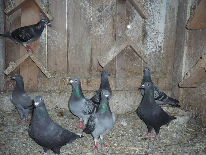 l14 - 3-Lot de zbor A