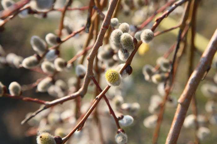 21.03.2009 Salix - panselute adevarate 2009