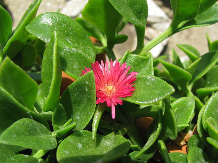 Delosperma