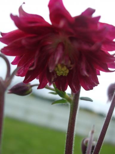 aquilegia batuta