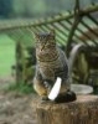 t_ranile_provocate_de_muscaturi_la_pisica - Pisici