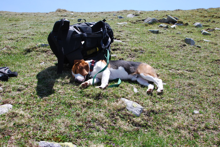 OBOSIT - CATEUL BEAGLE PE MUNTE