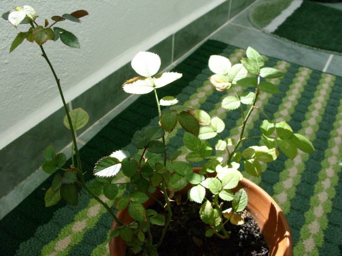 SDC14009 - flori in taina 1