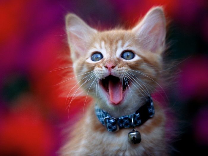 meow - Desktop Pisici