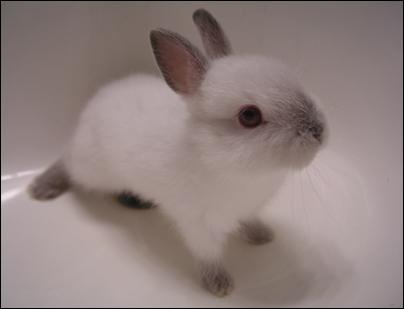 FLUFFY%20BABY%20BUNNY[1] - concurs 1