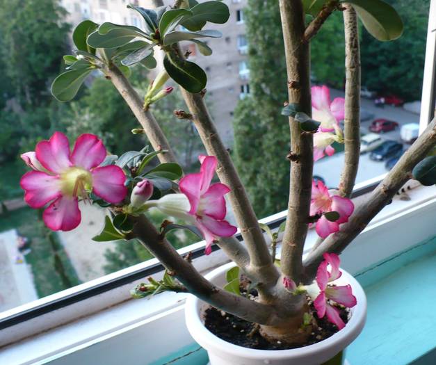 P1120388 - ADENIUM OBESUM