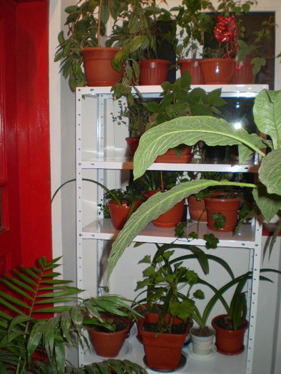 PB122815 - flori de camera 2009-2010