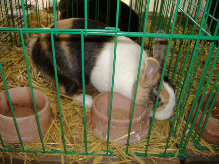 Nitra 06.12.2008 076