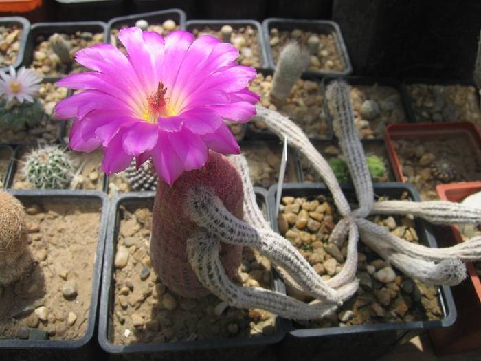 Echinocereus rigidissimus v rubrispinus