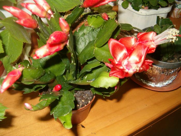 schlumbergera somon - Suculente