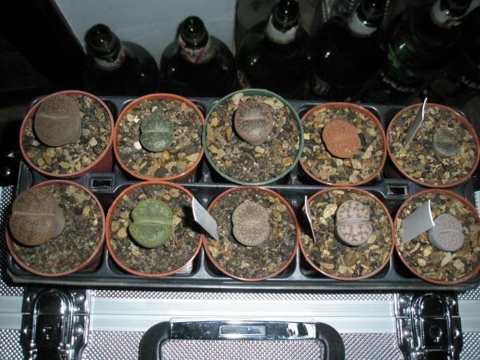 Lithopsi - Suculente 2008