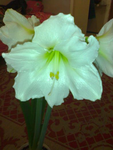 Chr. Gift - Hippeastrum sezon 2008