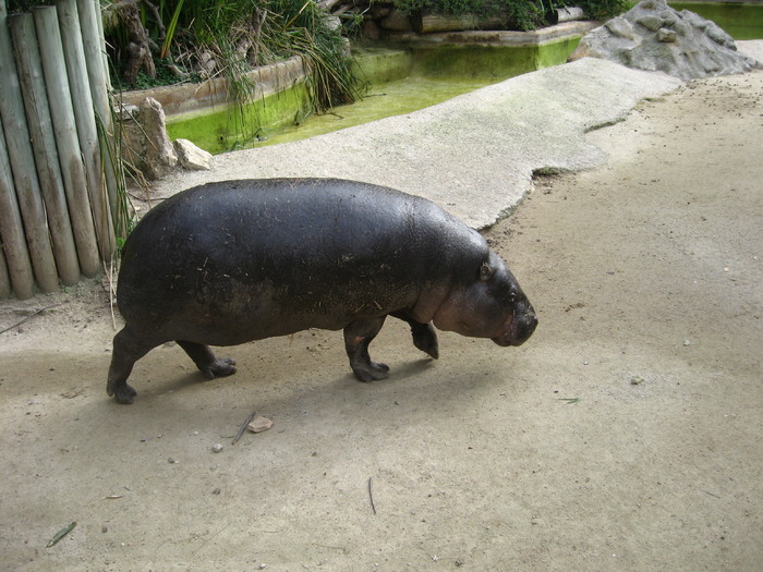 IMG_0460 - Gradina Zoologica din Barcelona