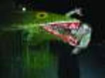 thumb_0_x_55_227144_119511_ivdragobn - diana dumitrescu in realitate