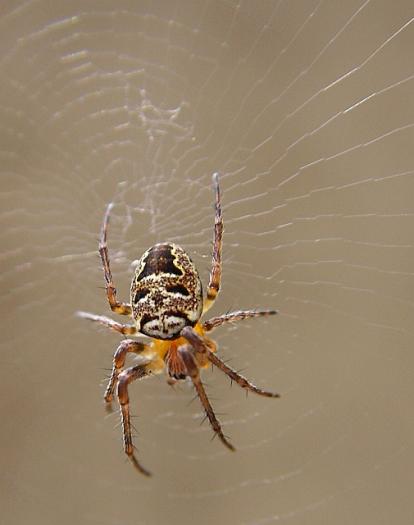 Paianjen - Poze cu insecte si animale