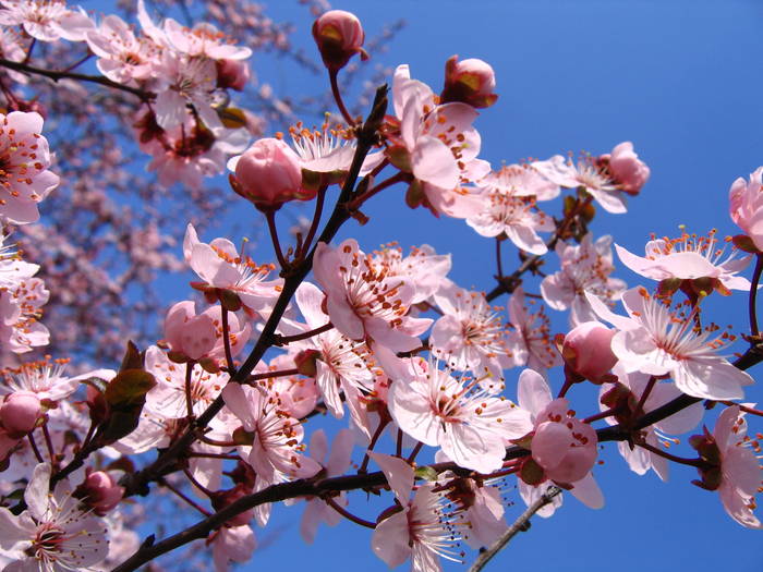 IMG_8346 - primavara 2009