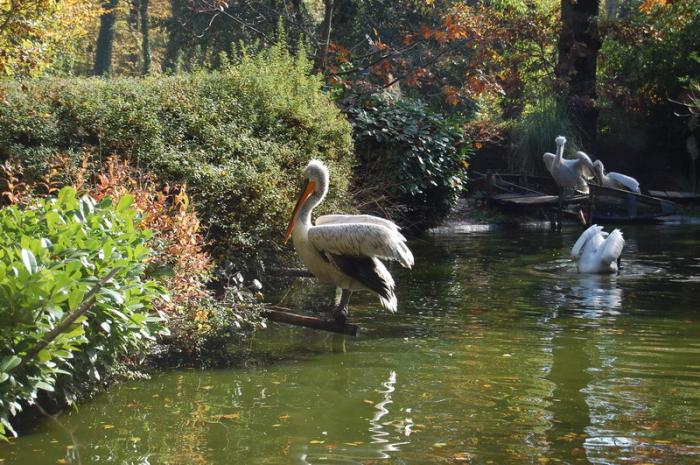 DSC_0192 - zoo amneville