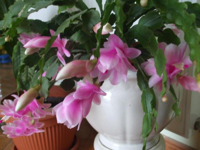 schlumbergera - Flori