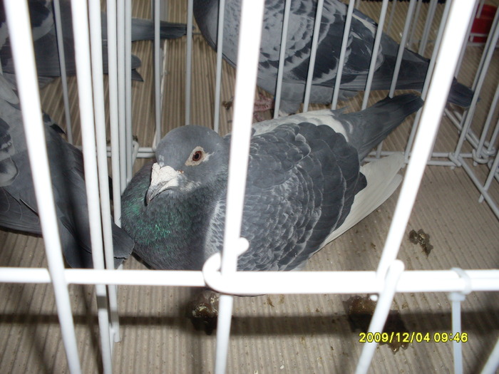 SDC11972 - expozitie deva 12-06-2009