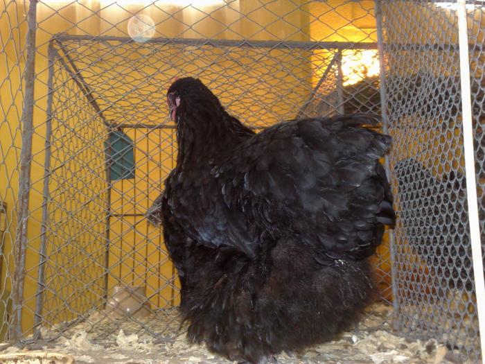 2009-02-15_14-30-14_150220091139