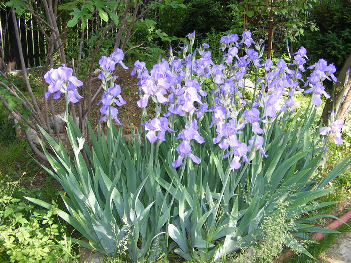 tufa irisi - flori si animale 2009