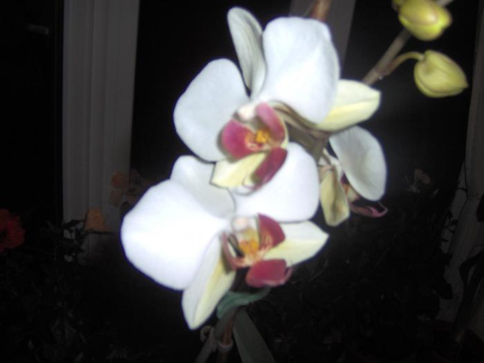 10.02.2009 - orhidee
