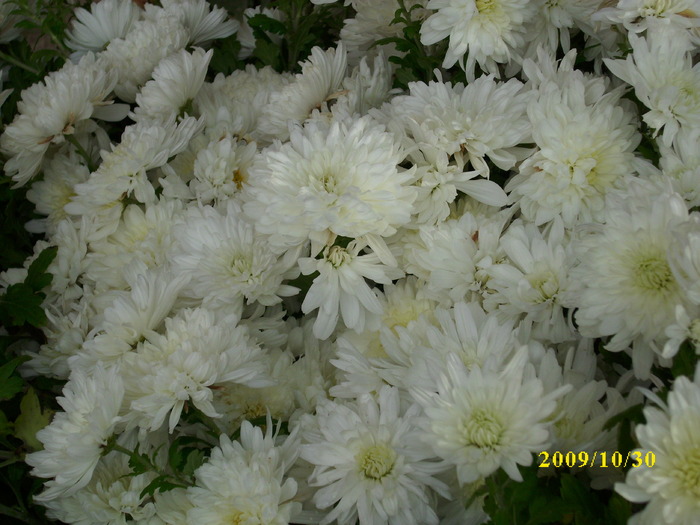 DSCI2076 - crizanteme